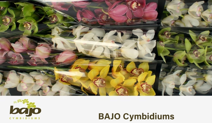 <h4>CYMB T GEM</h4>