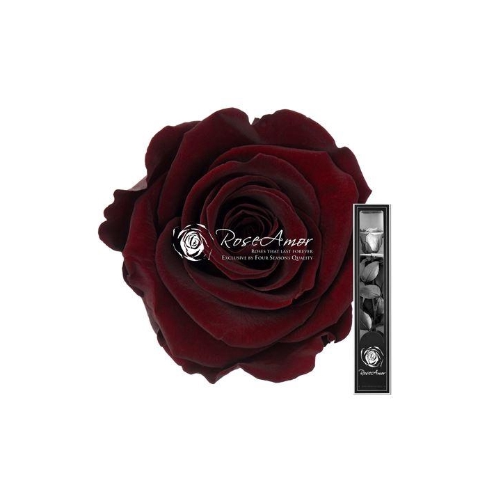 <h4>30cm Stem Cho01</h4>