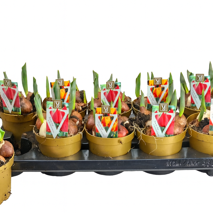 <h4>Tulipa gemengd</h4>