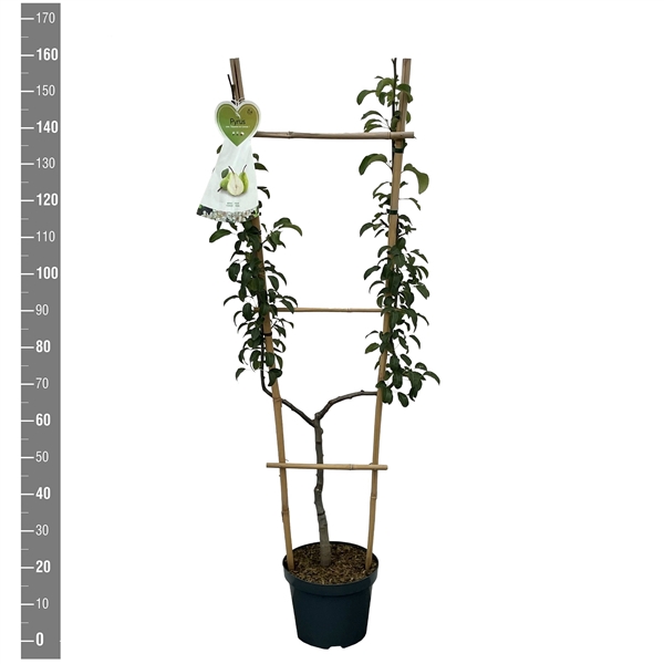 Pyrus c. Doyenne du Comice U-boom