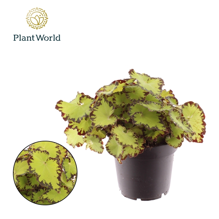 <h4>Begonia rex Jive</h4>