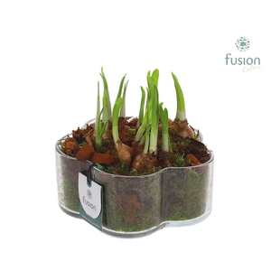 Glazen Bloemschaalmet Narcis