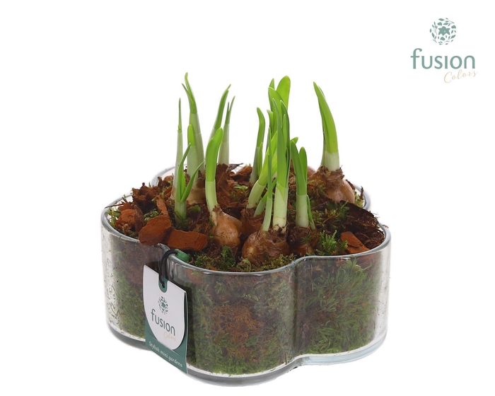 <h4>Glazen Bloemschaalmet Narcis</h4>