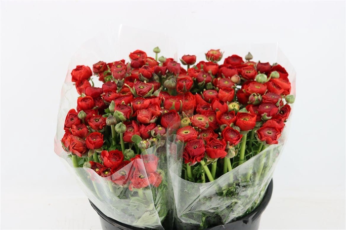 <h4>Ran Elegance Red</h4>