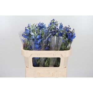 Delphinium Donna