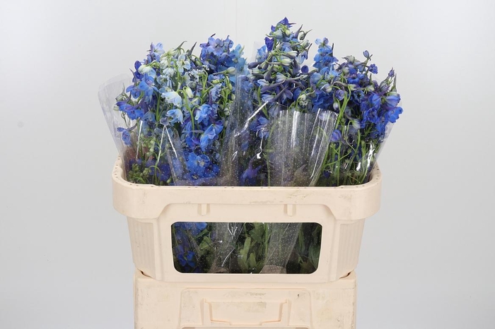 <h4>Delphinium Donna</h4>