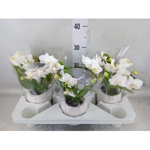 Phalaenopsis multi.   ...white