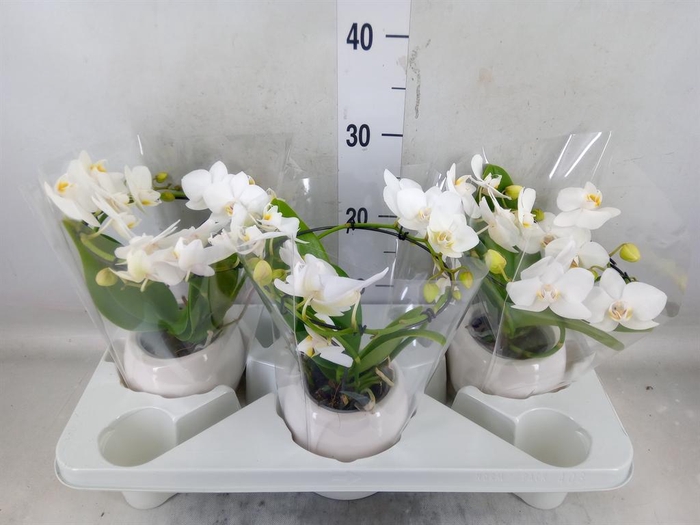 <h4>Phalaenopsis multi.   ...white</h4>