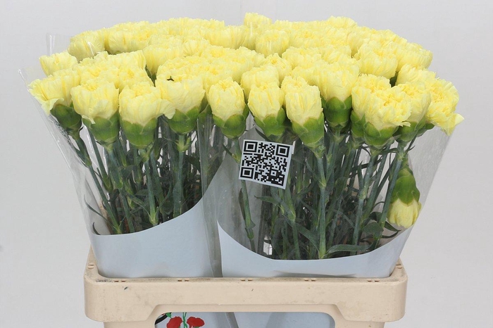 <h4>DI ST DILETTA</h4>