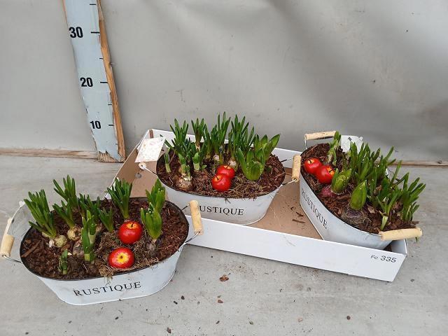 <h4>ARR BOL KNOLGEWAS</h4>