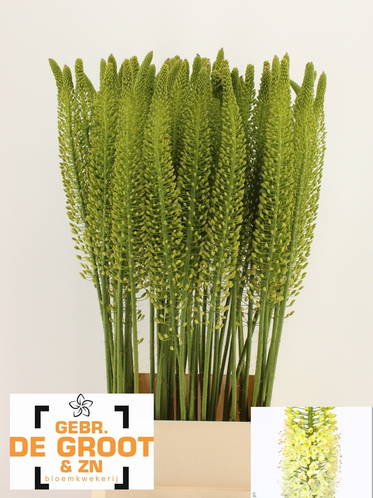 <h4>EREMURUS WHITE BE FA</h4>