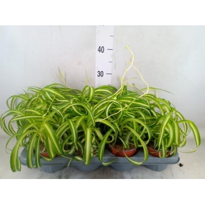 Chlorophytum com. 'Bonnie'