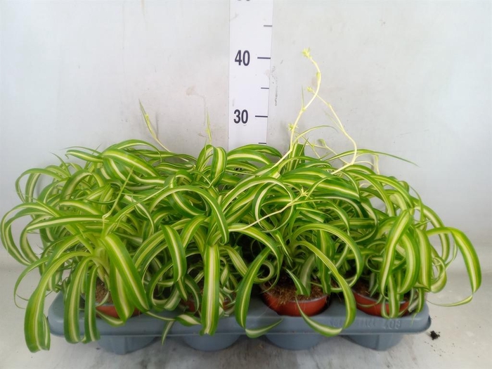 <h4>Chlorophytum com. 'Bonnie'</h4>