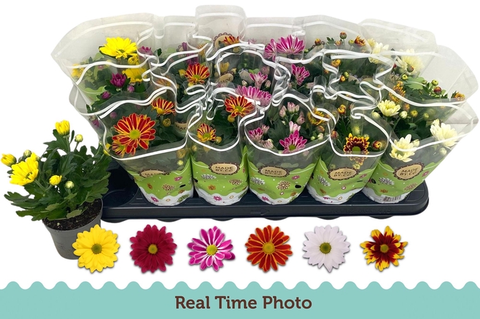 <h4>CHRYS GEM 6 KL</h4>