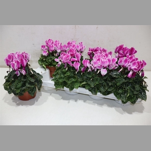 Cycl Md Sup Allure Lila - Pink