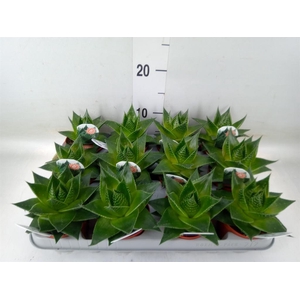 Aloe aristata 'Cosmo'