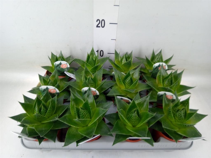 <h4>Aloe aristata 'Cosmo'</h4>