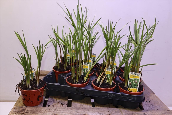 <h4>arr8 Frit Meleagris</h4>