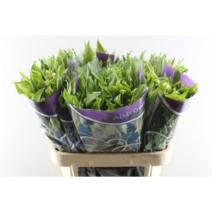 Alstr Morning Star (geel)