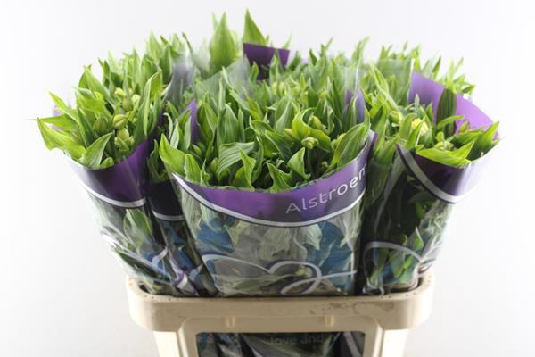 <h4>Alstr Morning Star (geel)</h4>