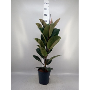 Ficus elastica 'Robusta'