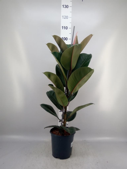 <h4>Ficus elastica 'Robusta'</h4>