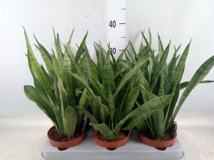 <h4>Sansevieria zeylanica 'Greenline'</h4>