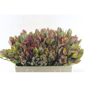 Leucad Senorita