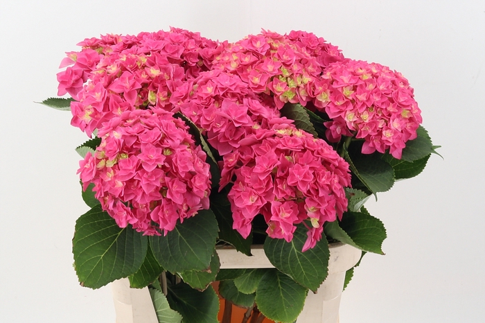 <h4>Hydr M Roy Kiss Pink</h4>