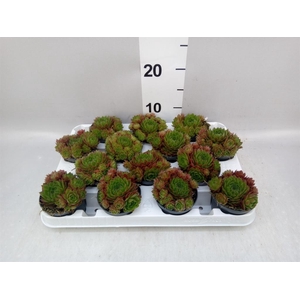 Sempervivum   ...