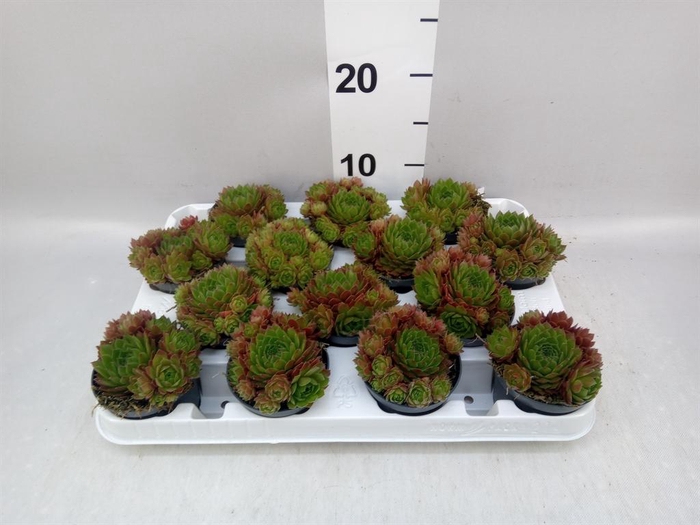 <h4>Sempervivum   ...</h4>