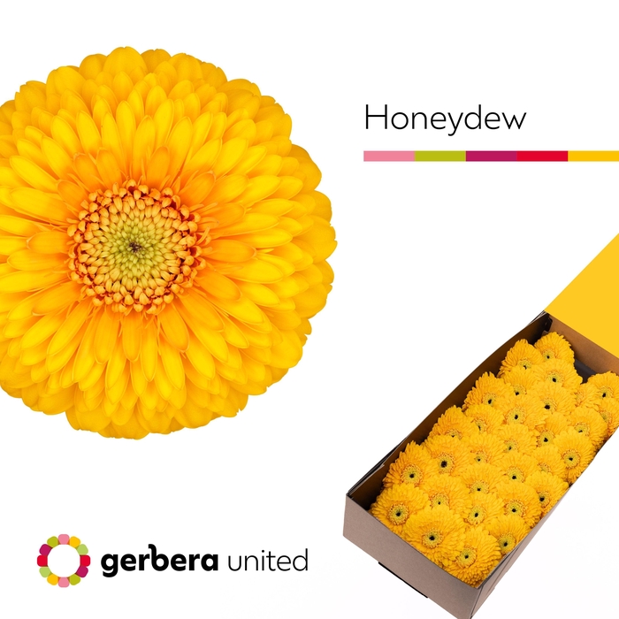 <h4>Germini Pomponi Honeydew Doos</h4>