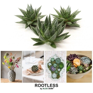 ROOTLESS Gasteria Aloe 12-14 cm, solo