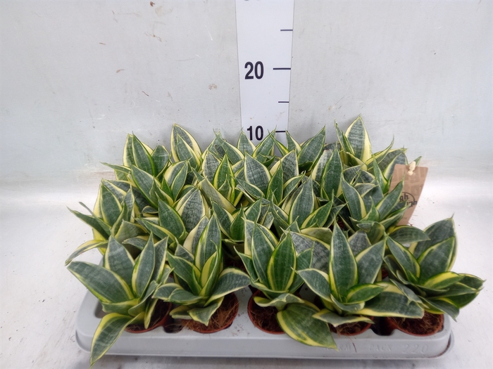 <h4>Sansevieria trifa. 'Golden Hahnii'</h4>