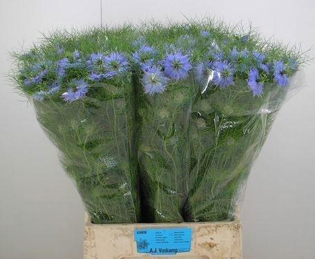 <h4>NIGE D SKY BLUE</h4>