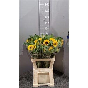 Helianthus Vincent's Choice