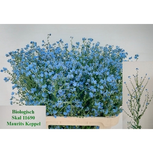 CYNOGLOSSUM AMABI ZD