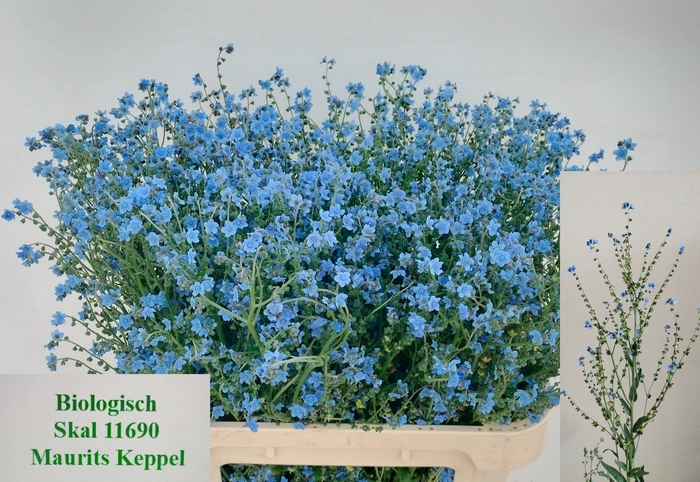 <h4>CYNOGLOSSUM AMABI ZD</h4>