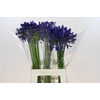 Agapanthus Blue Heaven