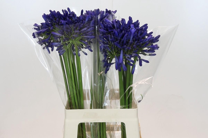 <h4>Agapanthus Blue Heaven</h4>