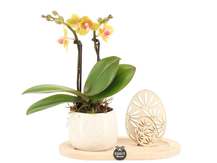 <h4>70813: Easter arrangement</h4>