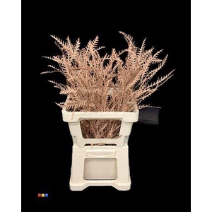 Grevillea Ivanhoe Terracotta