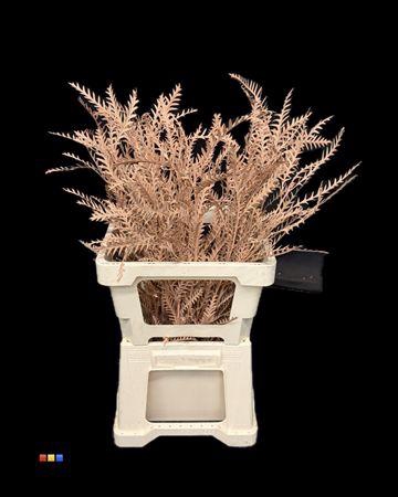 <h4>Grevillea Ivanhoe Terracotta</h4>