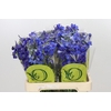 Delphinium Oriental Blue