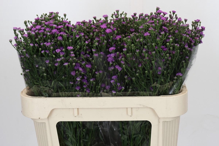 <h4>Aster Baby Pink</h4>