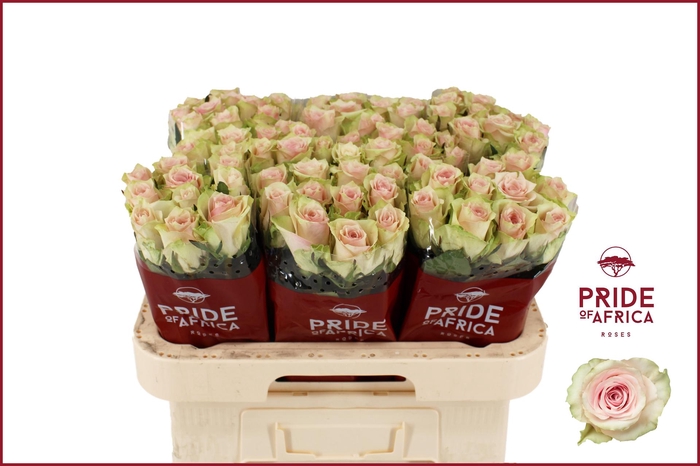 <h4>R GR PINK ATHENA</h4>