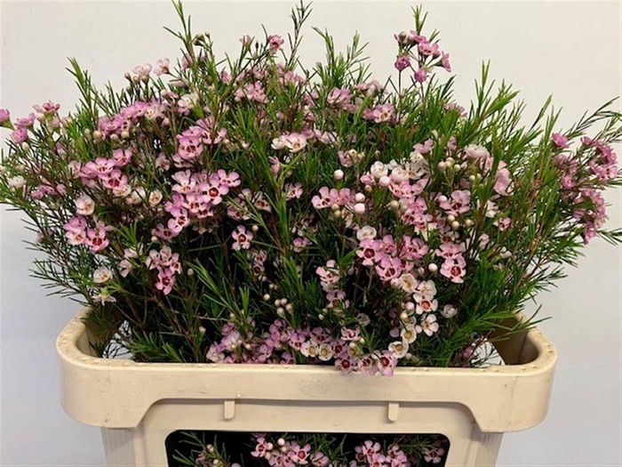 <h4>CHAME UN WENDY ROSE</h4>