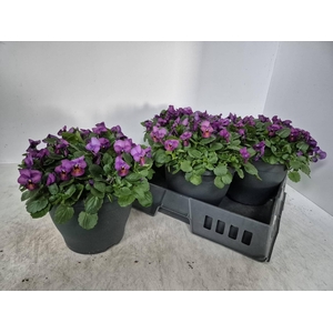 Vio Co Pat Tangarine