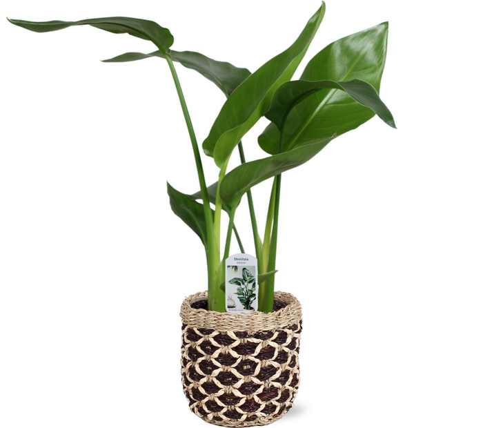 <h4>Strelitzia nicolai 2 stek 45-55cm in Geneve mand</h4>