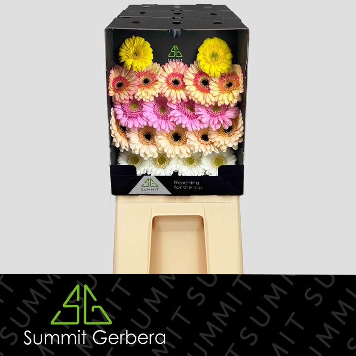 <h4>Germini Mix Spring Diamond</h4>